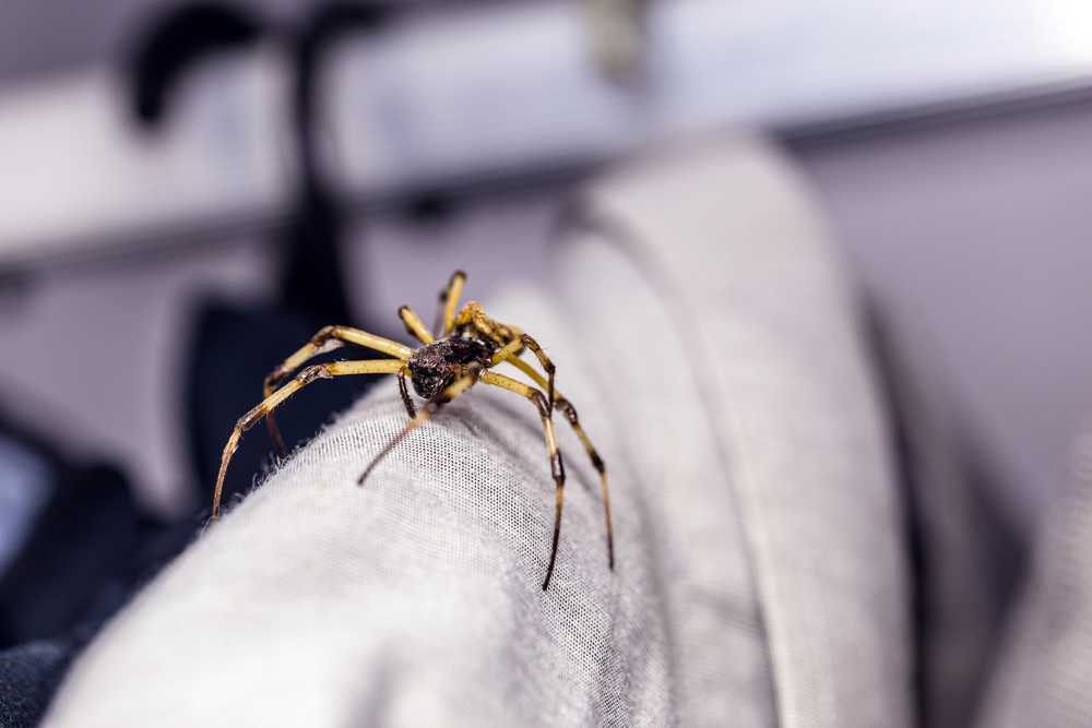 Featured image for Effective Spider Control: Tips to Keep Your Home Spider-Free