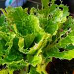 A potted leafy green plant with numerous holes and damaged edges on its leaves, likely from an earwig infestation. The soil is visible at the base of the plant—a sign that home pest control may be needed to eliminate earwigs.