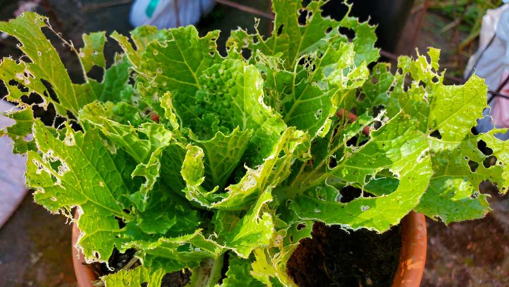 Featured image for Earwig Infestation: How to Eliminate Earwigs in Your Home