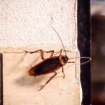 A brown cockroach with long antennae is climbing on a tiled wall next to a painted surface and a metal frame.