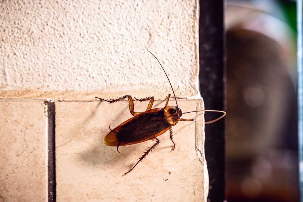 A brown cockroach with long antennae is climbing on a tiled wall next to a painted surface and a metal frame.