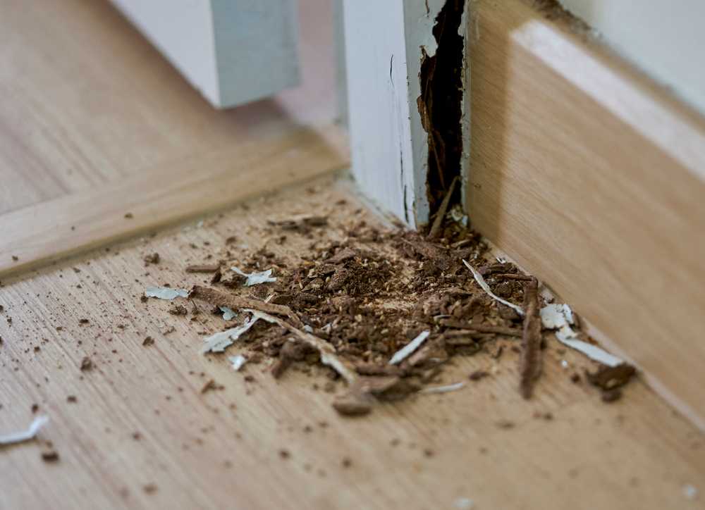 Wooden door frame with visible damage and crumbling wood at the base, likely caused by wood termites. Debris and wood dust on a light-colored floor suggest termite identification and highlight the need for termite prevention measures.