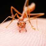 A close-up image of a reddish-brown fire ant standing on human skin, showing the ant’s head, mandibles, and antennae in sharp detail with a blurred background for easy identification.