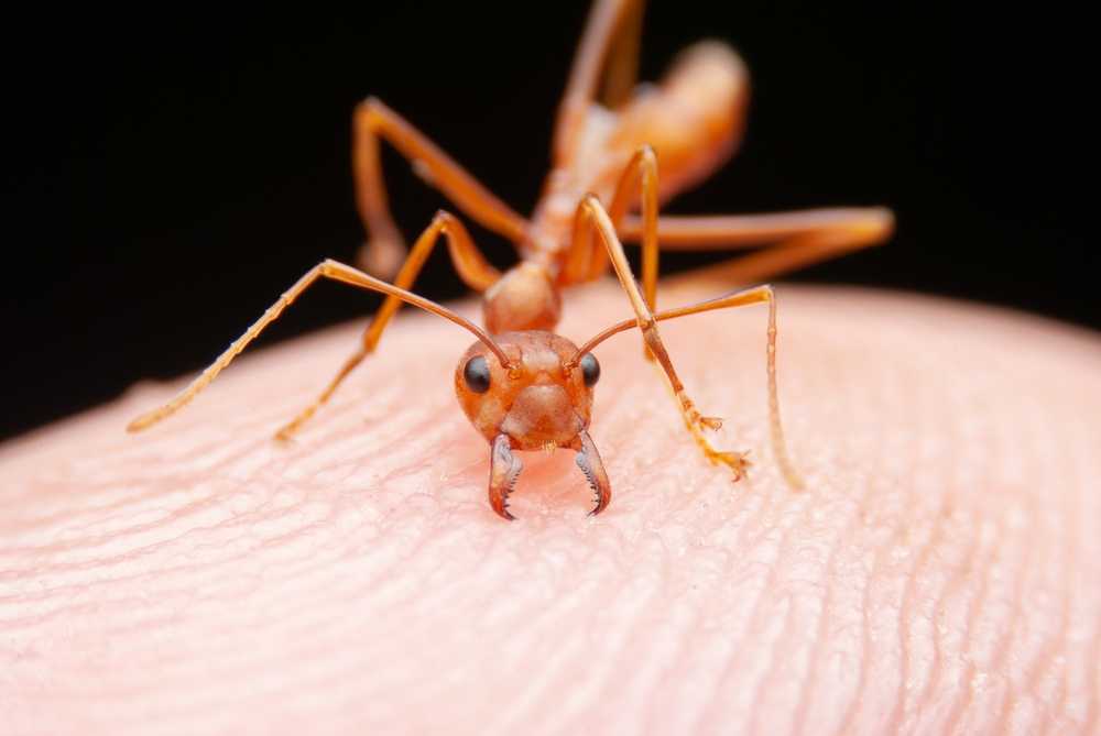 Featured image for Fire Ant Identification: Bites, Symptoms, and Control Tips