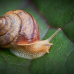 A close-up of a brown snail with a spiral shell crawling on a green, textured leaf. The snail’s tentacles are extended forward, and the leaf’s veins are visibly detailed.
