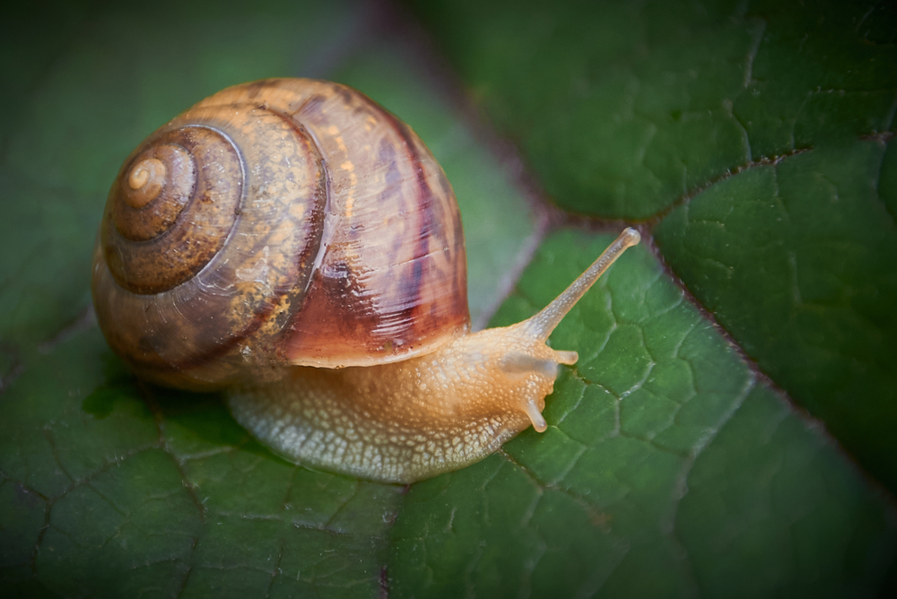 A close-up of a brown snail with a spiral shell crawling on a green, textured leaf. The snail’s tentacles are extended forward, and the leaf’s veins are visibly detailed.