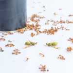 A group of red ants swarm around two dead winged insects on a white surface, next to a black cylindrical container—highlighting the need for effective ant control.