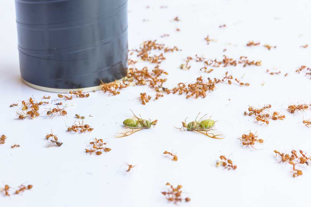 Featured image for How to Get Rid of Ants: Effective Tips and Solutions
