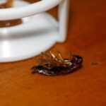 A dead German cockroach lies on its back on a wooden surface next to a white plastic object, highlighting the benefits of effective pest control.