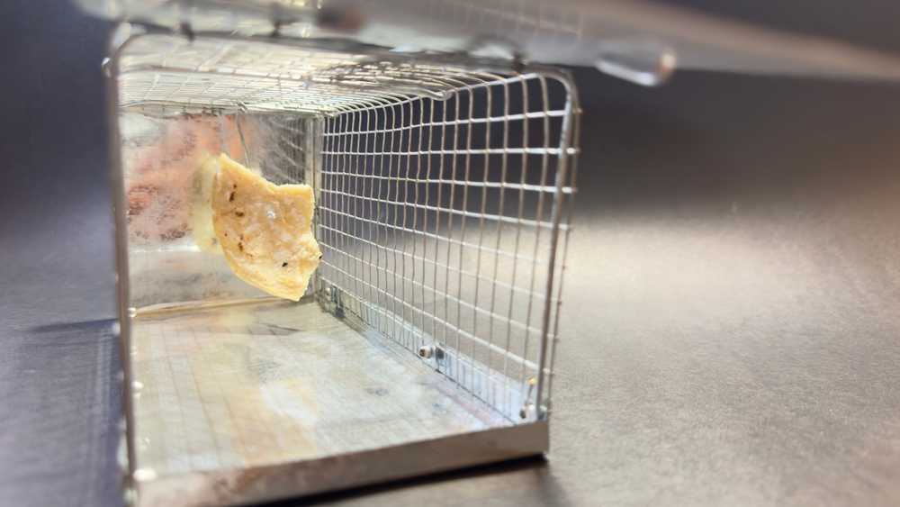 Featured image for How to Set a Mousetrap: Simple Steps for Effective Control