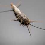 Close-up view of a silverfish insect on a smooth gray surface, showing its segmented body, long antennae, and bristly tail-like appendages—features that help silverfish thrive in their typical indoor habitat.