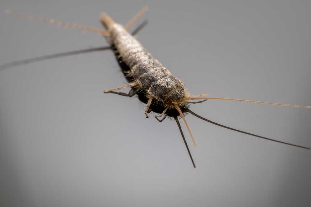 Close-up view of a silverfish insect on a smooth gray surface, showing its segmented body, long antennae, and bristly tail-like appendages—features that help silverfish thrive in their typical indoor habitat.