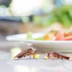 Two cockroaches are eating food crumbs on a table surface with a blurred plate of food and some green vegetables in the background.