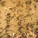 A large termite swarm with translucent wings gathers indoors against a yellowish background, creating a dense, chaotic scene that highlights potential termite risks.