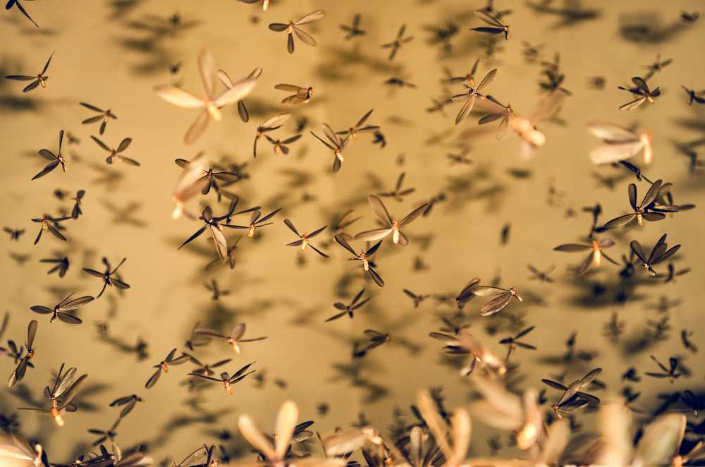 A large termite swarm with translucent wings gathers indoors against a yellowish background, creating a dense, chaotic scene that highlights potential termite risks.