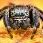 Close-up image of a jumping spider—one of the least dangerous spiders—with striking blue-green eyes and hairy legs, set against a bright yellow-orange background.