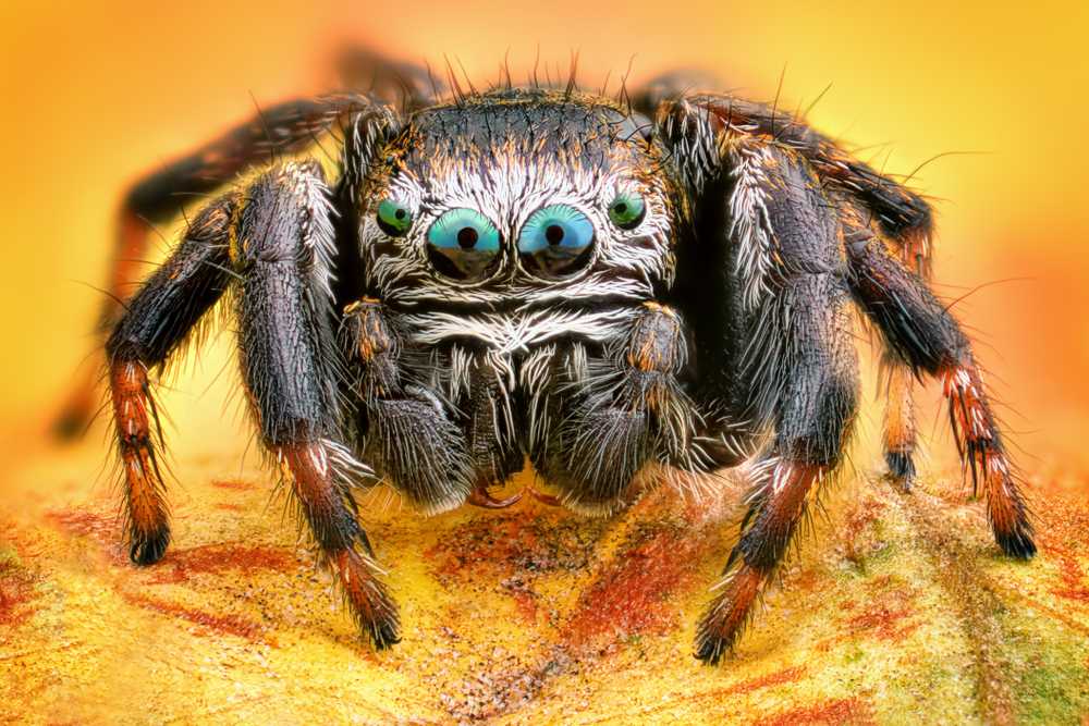 Close-up image of a jumping spider—one of the least dangerous spiders—with striking blue-green eyes and hairy legs, set against a bright yellow-orange background.