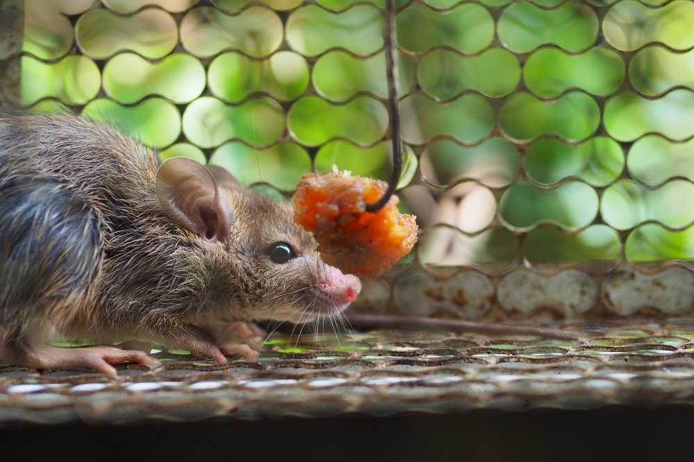 A mouse inside a wire mouse trap approaches a piece of orange bait attached to a metal hook. The background is blurred with green foliage, highlighting effective trapping in action.