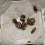 Close-up of several small brown bed bugs clustered inside the compartment of an egg carton tray, resembling tiny roaches against the textured cardboard background.