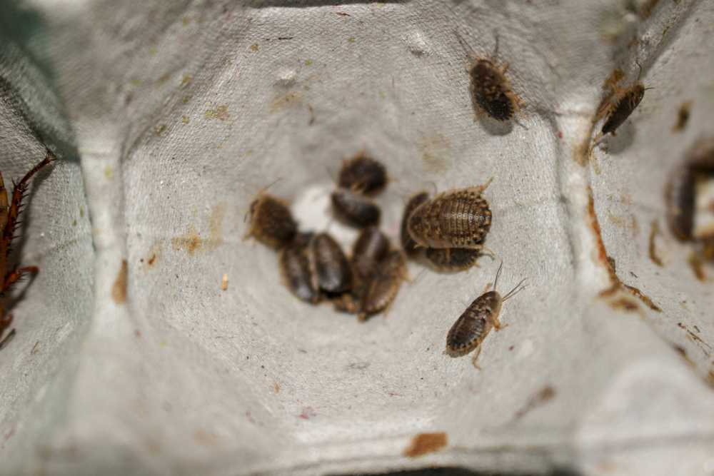 Featured image for Tiny Roaches: How to Spot and Stop Them Fast