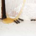 Several black ants are gathered near a sticky, yellowish liquid spill on a white surface next to a wall. Using natural ant control methods can help keep such spills from attracting more pests and maintain an ant-free home.