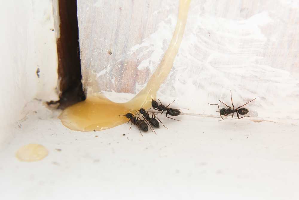 Featured image for Top Ant Control Strategies: Keep Your Home Ant-Free Naturally