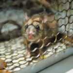 A small mouse with a pink nose stands inside a metal cage with a mesh wire pattern, illustrating how effective mice traps work. There is a yellowish object on the cage floor near the mouse. The background is out of focus.