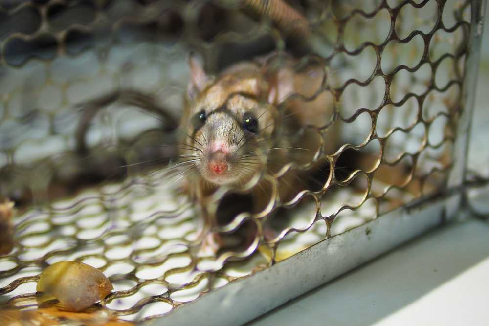 Featured image for Best Mouse Traps for Homes: Top Picks and Tips