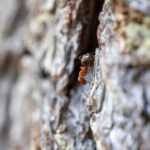 A close-up of a red ant climbing on the rough, textured surface of tree bark. The ant is in focus in the center, making identification easier, while the background appears blurred.
