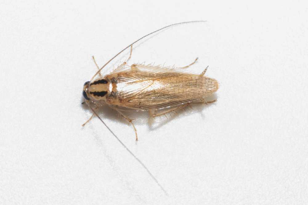A close-up image of a light brown cockroach with long antennae and legs, resting on a white surface.
