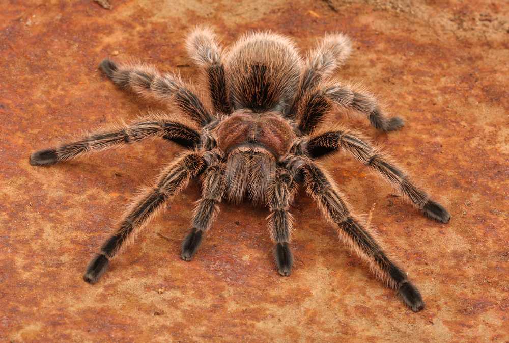 Featured image for Understanding the Chilean Recluse Spider: Risks and Identification