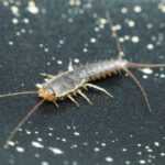 A close-up image of a Silverfish on a dark, speckled surface highlights its slender body, long antennae, and bristly appendages—useful features for Silverfish identification.