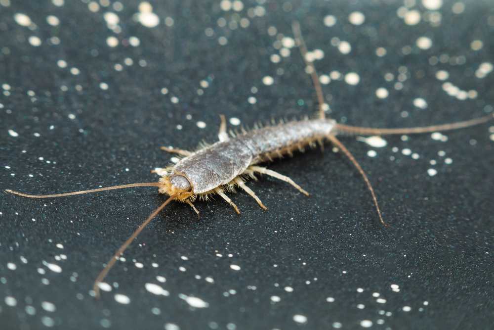 Featured image for What Are Silverfish? Identification and Effective Control Methods