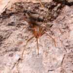 A brown recluse spider with long legs rests on a rough, light brown surface, its distinctive violin-shaped mark clearly visible—one of the key brown recluse spider facts for identifying where do brown recluse spiders live.