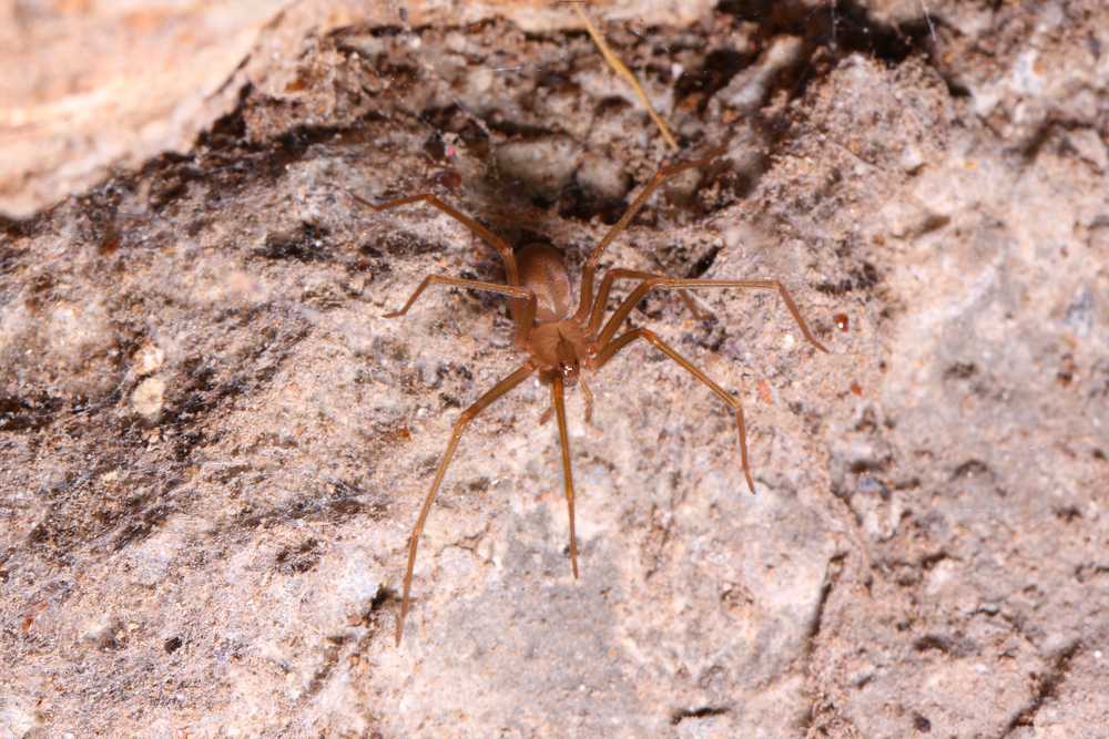 Featured image for Where Do Brown Recluse Spiders Live? Habitat and Key Facts