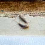 Two silverfish are seen on an old, yellowed piece of paper with frayed edges and exposed binding fabric, hinting at where silverfish come from—often seeking shelter in damp, forgotten places.