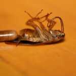 A close-up of a dead cockroach lying on its back on an orange surface, with its legs curled upward and antennae extended.