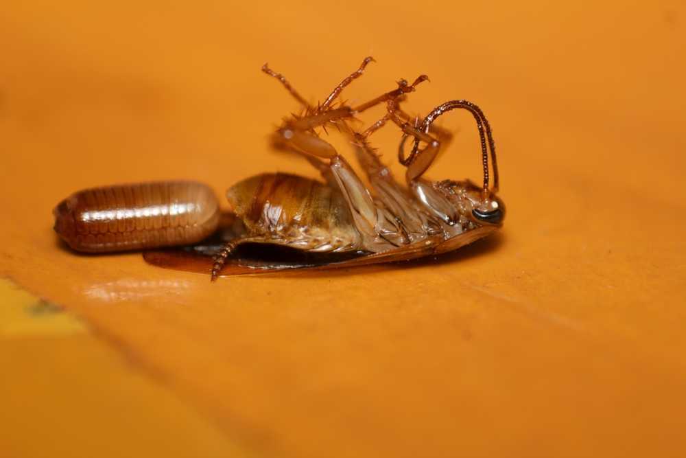 Featured image for German Cockroach Life Cycle: Stages, Timeline, and What to Know
