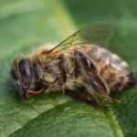 A close-up image of a dead bee lying on its side on a green leaf, illustrating how efforts to effectively kill bees impact their delicate wings, legs, and body hair.