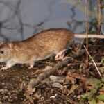 A brown rat walking on soil covered with dry leaves and twigs near green plants, with water and branches in the background—a typical scene highlighting the need for effective removal and rat pest control.