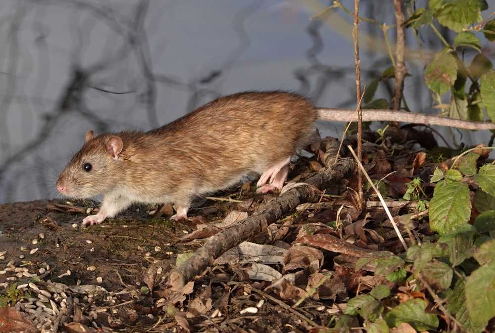 A brown rat walking on soil covered with dry leaves and twigs near green plants, with water and branches in the background—a typical scene highlighting the need for effective removal and rat pest control.