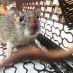 A close-up view of a brown rat inside a metal cage trap, with its nose near the camera and wire mesh visible around it—highlighting the need for effective rat removal. The background appears to be outdoors.