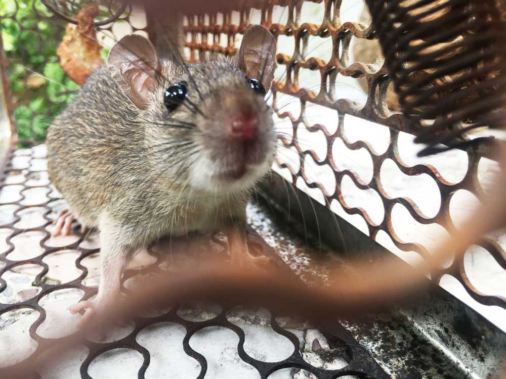 A close-up view of a brown rat inside a metal cage trap, with its nose near the camera and wire mesh visible around it—highlighting the need for effective rat removal. The background appears to be outdoors.