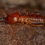 Close-up of a reddish-brown subterranean termite with segmented body, six legs, and antennae, standing on a rough, brown surface—perfect for illustrating termite facts or highlighting the need for effective termite control.