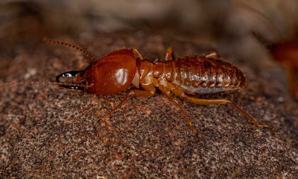 Featured image for Subterranean Termites: Facts, Signs, and Control Tips