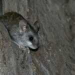 A small rodent with gray fur and large dark eyes sits on the rough bark of a tree, partially hidden in a crevice—a perfect sighting for anyone interested in learning more Tree Rat Facts.