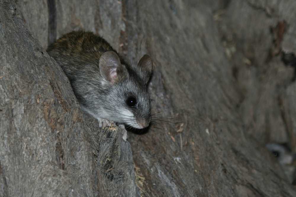 Featured image for Tree Rats Around Your Home: Signs, Prevention, and Control
