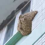 A large wasp nest is attached to the corner of a building, just below a window with peeling paint. The nest is brown and textured; for safe solutions, consider professional wasp pest control to protect your home.