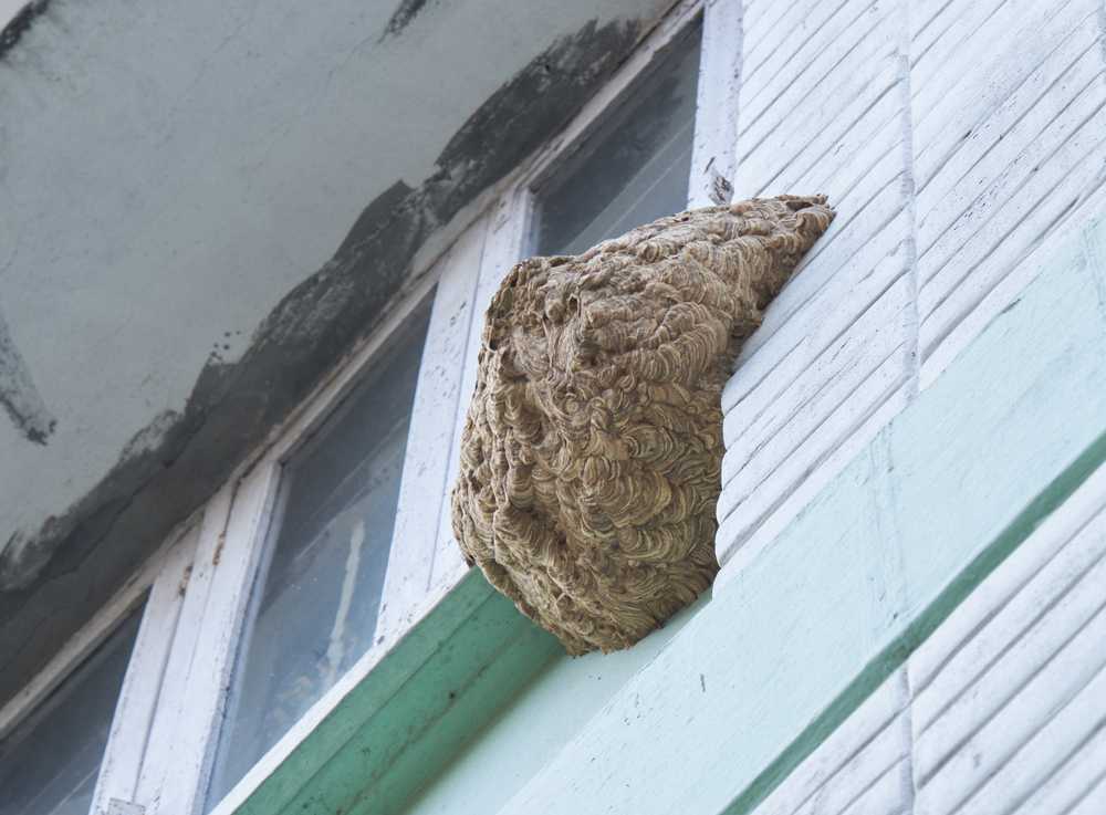 Featured image for Wasp Control at Home: Safe Solutions That Work