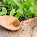 A hand holds a wooden spoon with brown seeds over a raised garden bed. Green seedlings are growing in the soil behind the spoon.